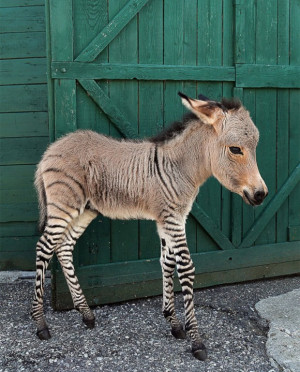 Zonkey 斑马驴