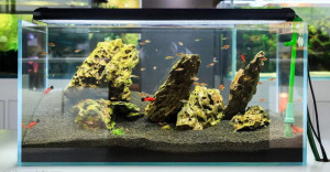 “自给自足”的生态鱼缸EcoGarden