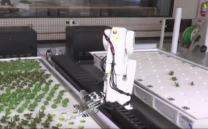 有机器人种植的无人农场，产量比传统种植高30倍