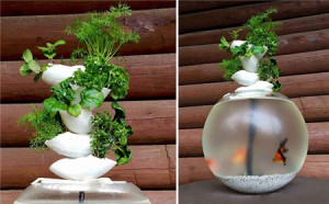 绿植与鱼儿共生的创意鱼缸（duckponics）