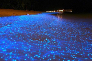 马尔代夫发光的海滩