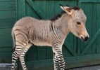 Zonkey 斑马驴