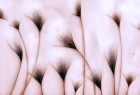 创意内涵图《风中摇摆的麦穗》