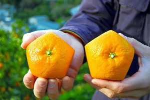 创意水果：五边形橘子