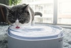 为喵喵提供一个健康饮水