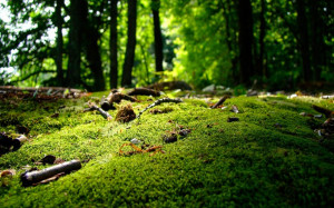 透着生机的绿草地唯美自然图片