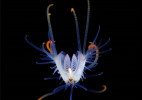 海洋中浮游生物唯美摄影图片