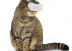 猫咪也要玩VR
