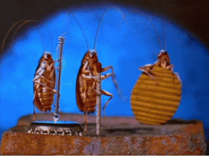 日本研究团队试图控制蟑螂 让它按照人类指令行动