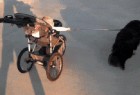 多功能遛狗神器