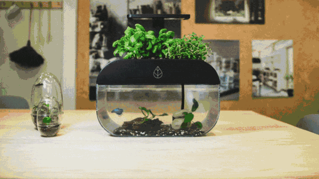 “自给自足”的生态鱼缸EcoGarden