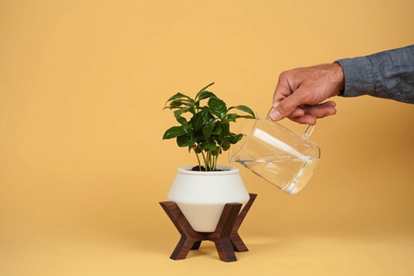 创意花盆能够自动吸水，免去每天浇水的麻烦