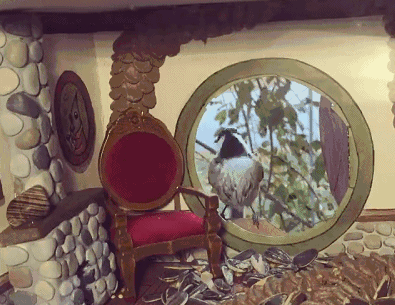 为了观察小鸟，艺术家在玻璃上打造“五星级”鸟宅