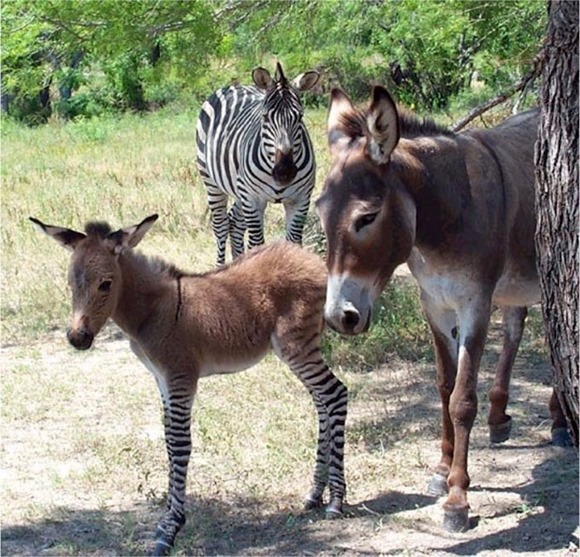 Zonkey 斑马驴