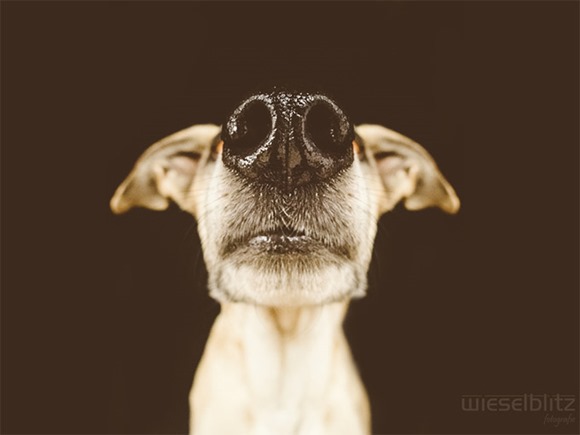 Elke Vogelsang 鼻子翘上天