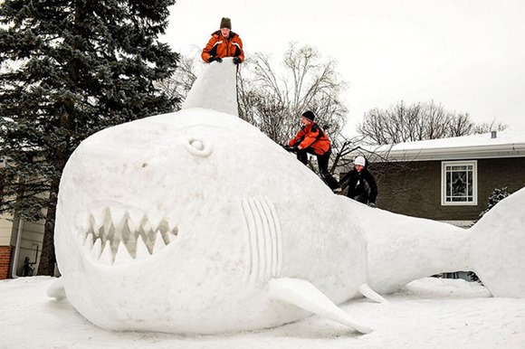 Minnesota巨大的雪鲨