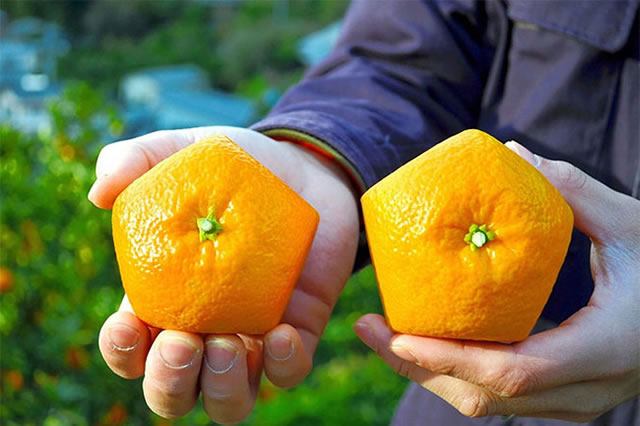 创意水果：五边形橘子