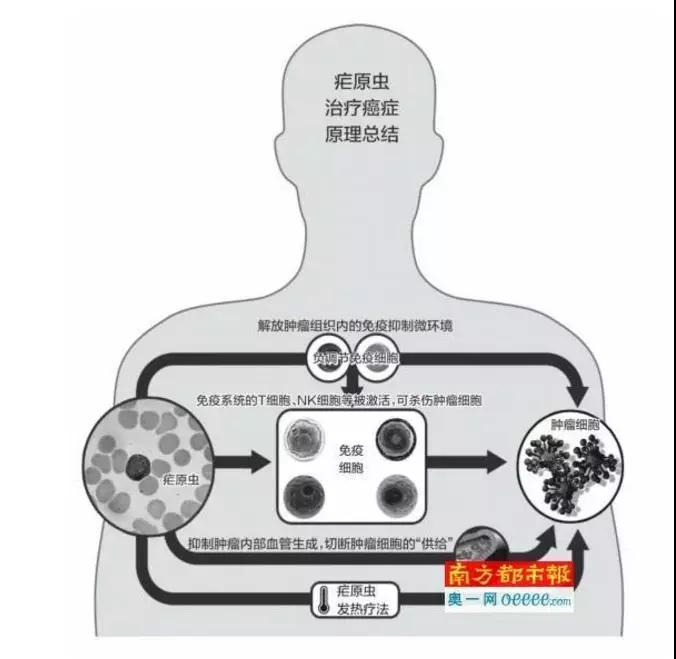 利用疟疾的疟原虫治疗癌症？靠谱吗？