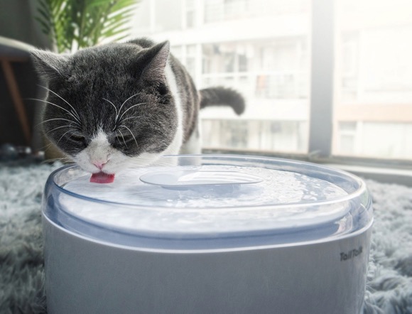 为喵喵提供一个健康饮水