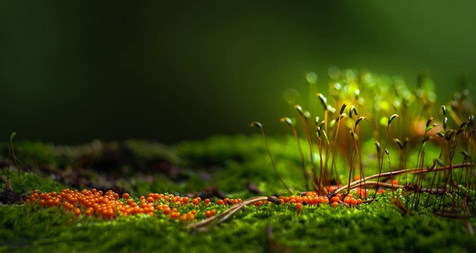 透着生机的绿草地唯美自然图片