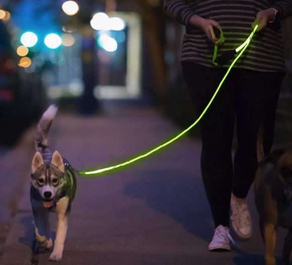 光亮光纤的狗绳
