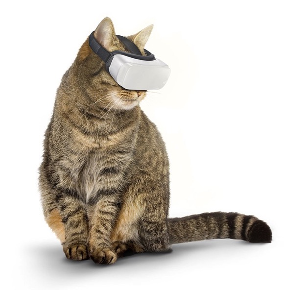 猫咪也要玩VR