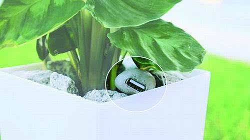 Bioo盆栽，利用光合作用进行发电