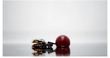 日本研究团队试图控制蟑螂 让它按照人类指令行动