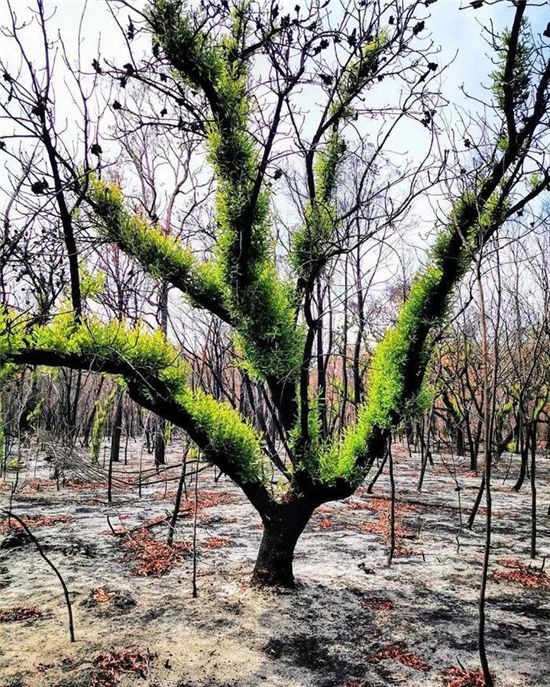 澳洲森林大火过后重新恢复生机，完全不需人类拯救