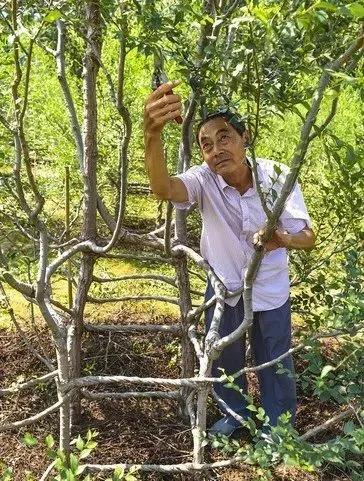 老人耗费17年时间种植出树椅子，8万一张舍不得卖