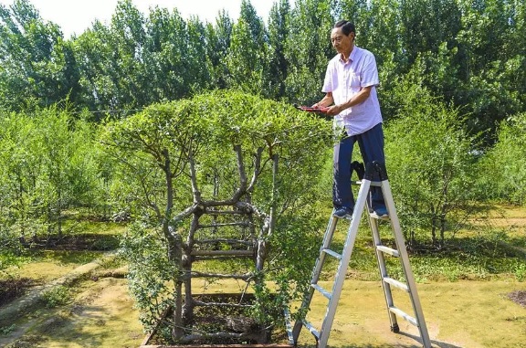 老人耗费17年时间种植出树椅子，8万一张舍不得卖